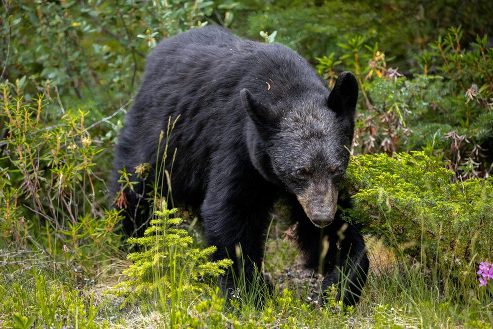 CT- BLACK BEARS KILL BILL DE SANTIS.jpg