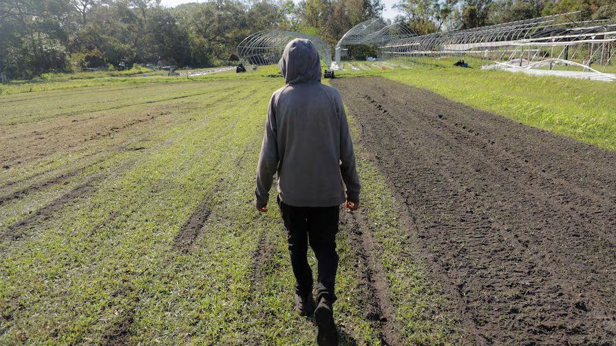 CT- Hurricanes left Tampa Bay farms in bad shape. What’s next for the industry.png